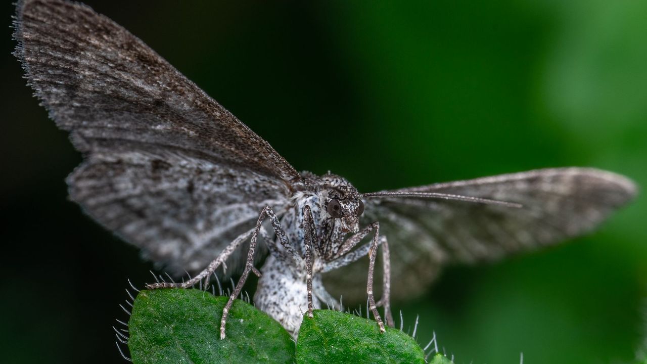 Mite grise ailes déployées en gros plan