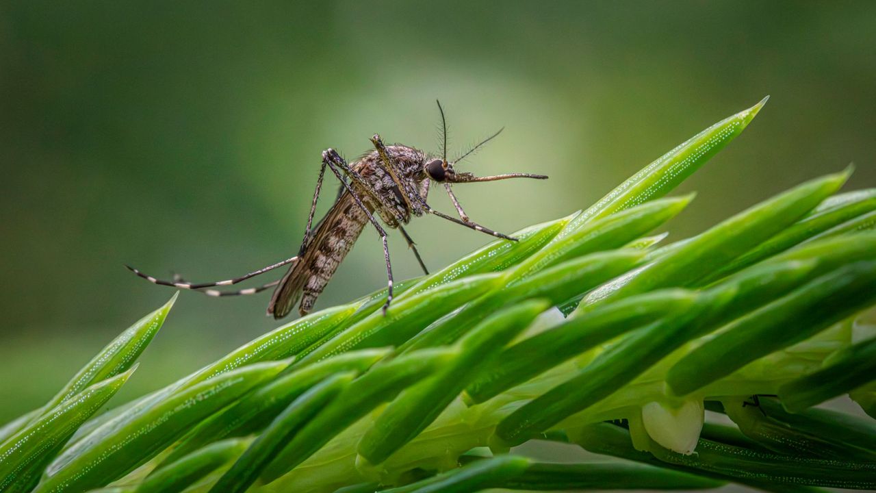 Moustique aux pattes rayées posé sur une plante