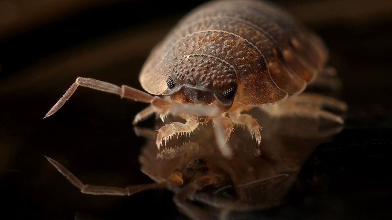 Punaise de lit vue en macro