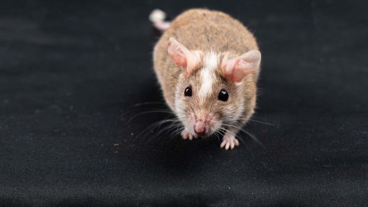 Souris grise vue de face