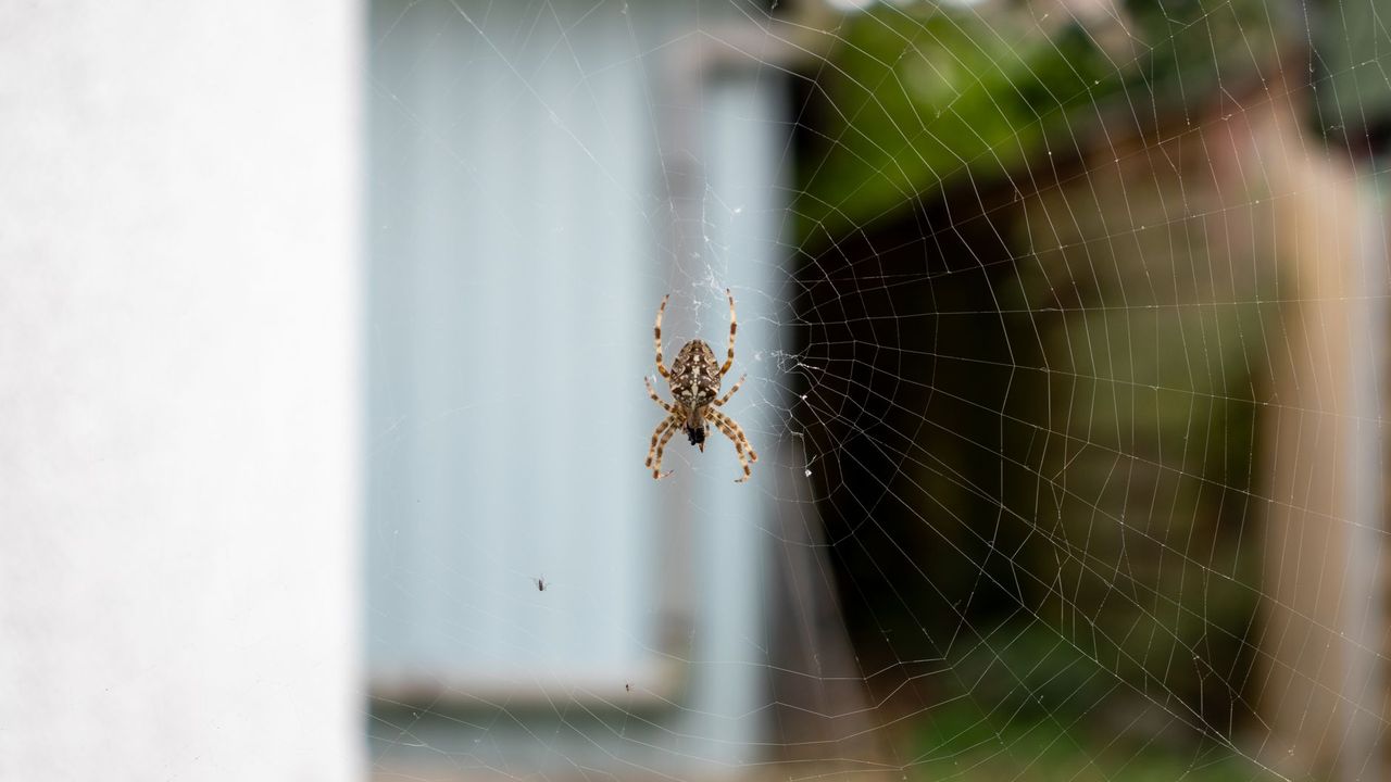 Araignée sur sa toile près d'une maison