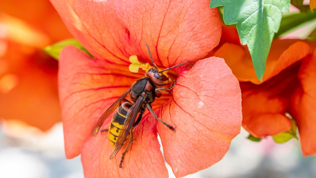 Frelon posé sur une fleur